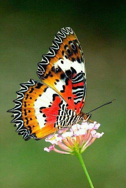 FB_IMG_16206488656969164